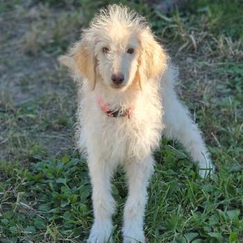 Lacey -  Golden Retriever and Poodle Dog for Adoption in Council Bluffs, Iowa - Lacey | PetCurious