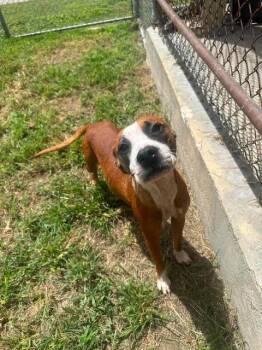 Tacobella -  Pit Bull Terrier Dog for Adoption in Austin, Texas - Tacobella | PetCurious