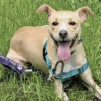 Eve -  Mixed Breed Dog for Adoption in Asheville, North Carolina - Eve | PetCurious