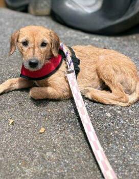 Beagle and Terrier Dogs Available for Adoption in Bedford Hills, New York - Angel | PetCurious