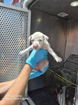 JUSTINE JUST-ICE -  American Staffordshire Terrier Dog for Adoption in San Antonio, Texas - JUSTINE JUST-ICE | PetCurious