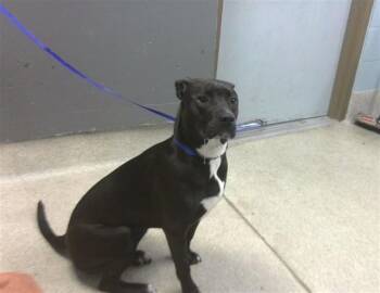 KIRA -  Pit Bull Terrier and Mixed Breed Dog for Adoption in Tallahassee, Florida - KIRA | PetCurious