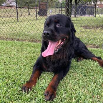 Rocko -  Rottweiler Dog for Adoption in Polk, Ohio - Rocko | PetCurious