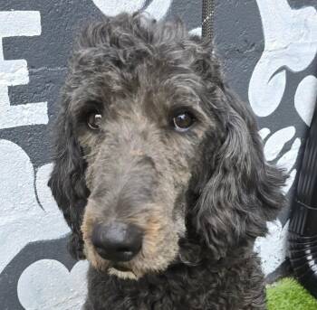 Chief -  Bernedoodle Dog for Adoption in Newport, Tennessee - Chief | PetCurious