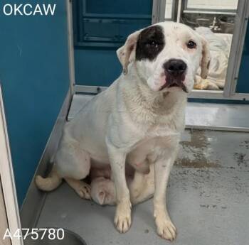 A475780 -  Pit Bull Terrier and Mixed Breed Dog for Adoption in Oklahoma City, Oklahoma - A475780 | PetCurious