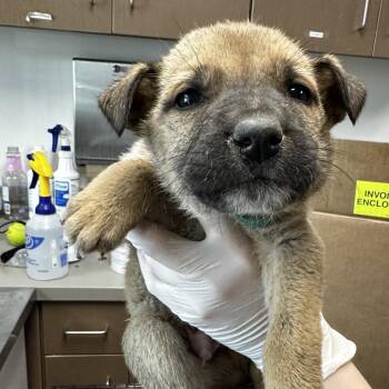 Shepherd and Mixed Breed Dogs Available for Adoption - Crunch Bar | PetCurious