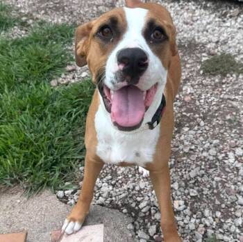 Spaghetti -  Boxer Dog for Adoption in Grand Island, Nebraska - Spaghetti | PetCurious
