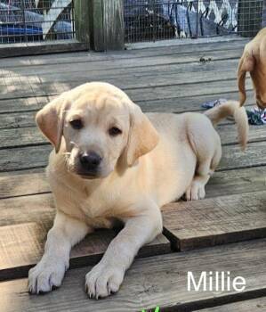 Labrador Retriever Dogs Available for Adoption in Manchester, Connecticut - Millie | PetCurious