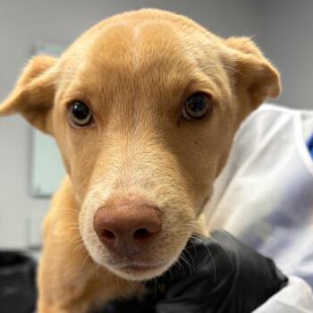 Briar -  Mixed Breed Dog for Adoption in Greenville, South Carolina - Briar | PetCurious