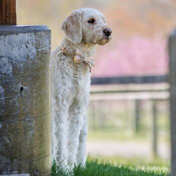 Poodle and Golden Retriever Dogs Available for Adoption - Princess Paisley | PetCurious