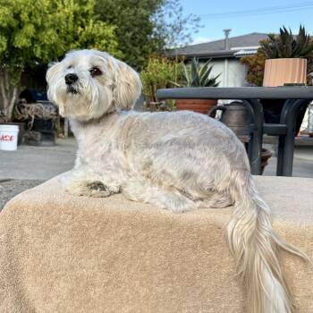 Rescue Havanese Dogs for Adoption in San Francisco, California - Buttons | PetCurious