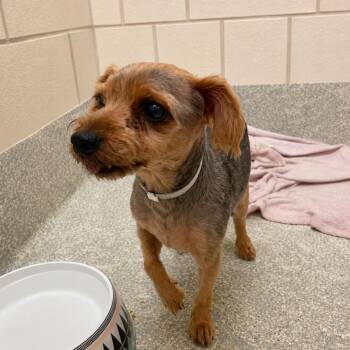 Nigel *Arriving 9/12* D12333 -  Yorkshire Terrier and Chihuahua Dog for Adoption - Nigel *Arriving 9/12* D12333 | PetCurious