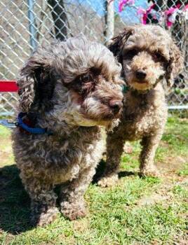 Miniature Poodle Dogs Available for Adoption in Bedford Hills, New York - Lucy And Ethel | PetCurious