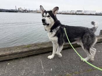 Alaskan Malamute Dogs Available for Adoption - ODYSSEY | PetCurious