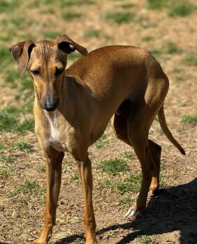 Stanley -  Italian Greyhound Dog for Adoption in Greenville, South Carolina - Stanley | PetCurious