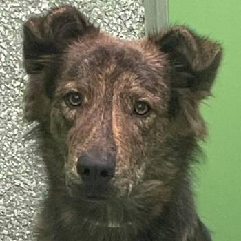 Kelly -  Shepherd and Dutch Shepherd Dog for Adoption in Calverton, New York - Kelly | PetCurious