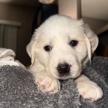 Lilo -  Great Pyrenees Dog for Adoption in Allen, Texas - Lilo | PetCurious