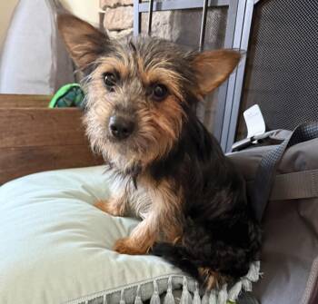 Yorkshire Terrier Dogs Available for Adoption in Kimberlin Heights, Tennessee - Violet | PetCurious