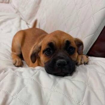 Fenna -  Pug and Mixed Breed Dog for Adoption in Alma, Wisconsin - Fenna | PetCurious