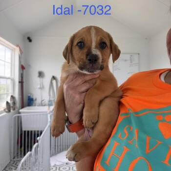 Idal -  Cattle Dog and Mixed Breed Dog for Adoption in Tacoma, Washington - Idal | PetCurious