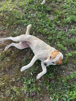 Lady Dawn -  Mixed Breed Dog for Adoption in Evansville, Indiana - Lady Dawn | PetCurious