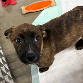 Shetland Sheepdog Sheltie and Chihuahua Dogs Available for Adoption - Milo | PetCurious