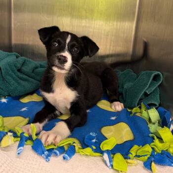Border Collie and Mixed Breed Dogs Available for Adoption - Baja Blast | PetCurious