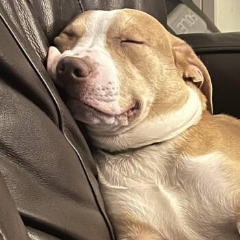 Mixed Breed Dogs Available for Adoption - Peanut | PetCurious