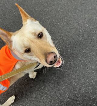 Dewey -  Carolina Dog Dog for Adoption in Longview, Texas - Dewey | PetCurious