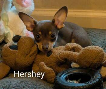 Hersey -  Chihuahua Dog for Adoption in Pembroke, Massachusetts - Hersey | PetCurious