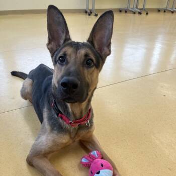 Belgian Shepherd Malinois and Mixed Breed Dogs Available for Adoption in Roanoke, Virginia - Lynyrd | PetCurious