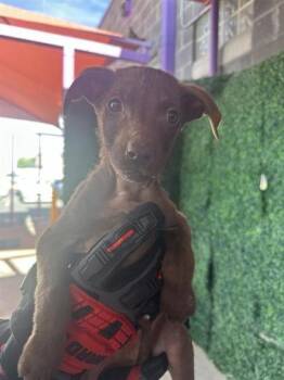 Retriever and Pit Bull Terrier Dogs Available for Adoption in El Paso, Texas - 60868517 | PetCurious