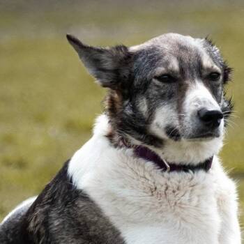 Shelby -  Norwegian Elkhound Dog for Adoption in Toronto, Ontario - Shelby | PetCurious