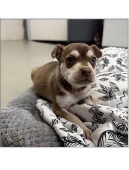 Chihuahua Dogs Available for Adoption - Eloise | PetCurious