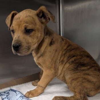 Catahoula Leopard Dog Dogs Available for Adoption in Greenville, South Carolina - Zip Code | PetCurious