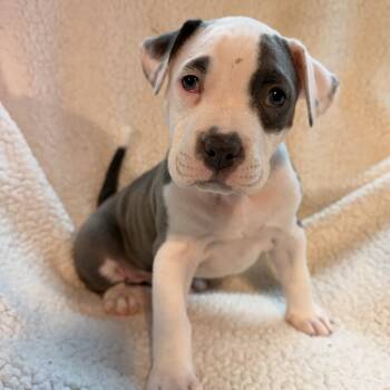 Bulldog and Pit Bull Terrier Dogs Available for Adoption - Butter Biscuit | PetCurious