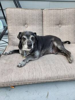 Arki -  Mixed Breed Dog for Adoption in Eagle, Idaho - Arki | PetCurious