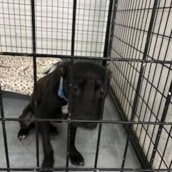 Rukus -  Terrier Dog for Adoption in St. Louis, Missouri - Rukus | PetCurious