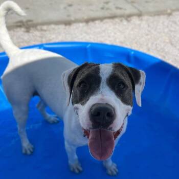 Mabel -  Pit Bull Terrier and Mixed Breed Dog for Adoption in St. Peters, Missouri - Mabel | PetCurious