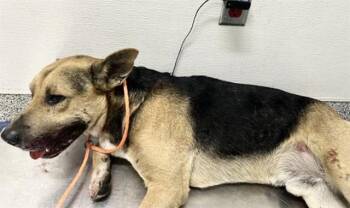 German Shepherd Dog Dogs Available for Adoption - A650731 | PetCurious