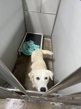 Great Pyrenees and Mixed Breed Dogs Available for Adoption in Fort Worth, Texas - Merida | PetCurious