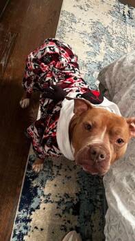 Mixed Breed Dogs Available for Adoption in Chamblee, Georgia - Success - IN FOSTER | PetCurious