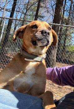 Hound Dogs Available for Adoption - Leon | PetCurious