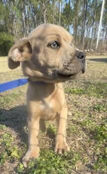 Boxer and Pit Bull Terrier Dogs Available for Adoption - Pascal | PetCurious