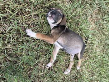 Simba -  American Staffordshire Terrier and Mountain Cur Dog for Adoption in Harlingen, Texas - Simba | PetCurious