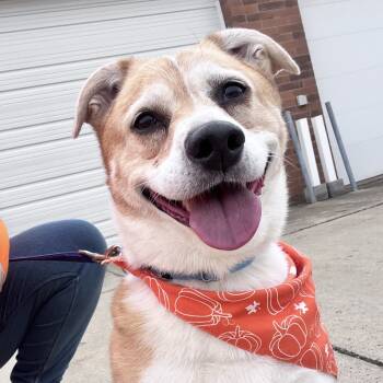Rescue Mixed Breed Dogs for Adoption in Mentor, Ohio - Pumpkin | PetCurious