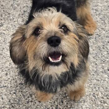 Aela -  Terrier and Mixed Breed Dog Available for Adoption in Normal, Illinois - Aela | PetCurious