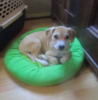 Hound Dogs Available for Adoption in Alden, New York - Miranda | PetCurious
