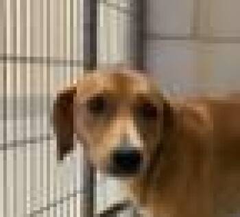 Tony -  Plott Hound and Terrier Dog for Adoption in Bloomfield, Connecticut - Tony | PetCurious