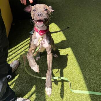 Izzy -  Mixed Breed Dog for Adoption in West Palm Beach, Florida - Izzy | PetCurious